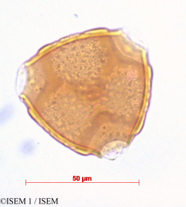 ISEM 1/Phaseolus_adenanthus_29235/Phaseolus_adenanthus_29235_0001(copy)_thumb.jpg